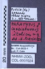 Etikette zu Cardiophorus italicus (Platia & Bartolozzi, 1988) (NHMW-ZOO-COL-0007024)